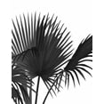 thumbnail image 2 of Fab Funky 15x18 Black Ornate Wood Framed with Double Matting Museum Art Print Titled - Fan Palm 1, Black On White, 2 of 4