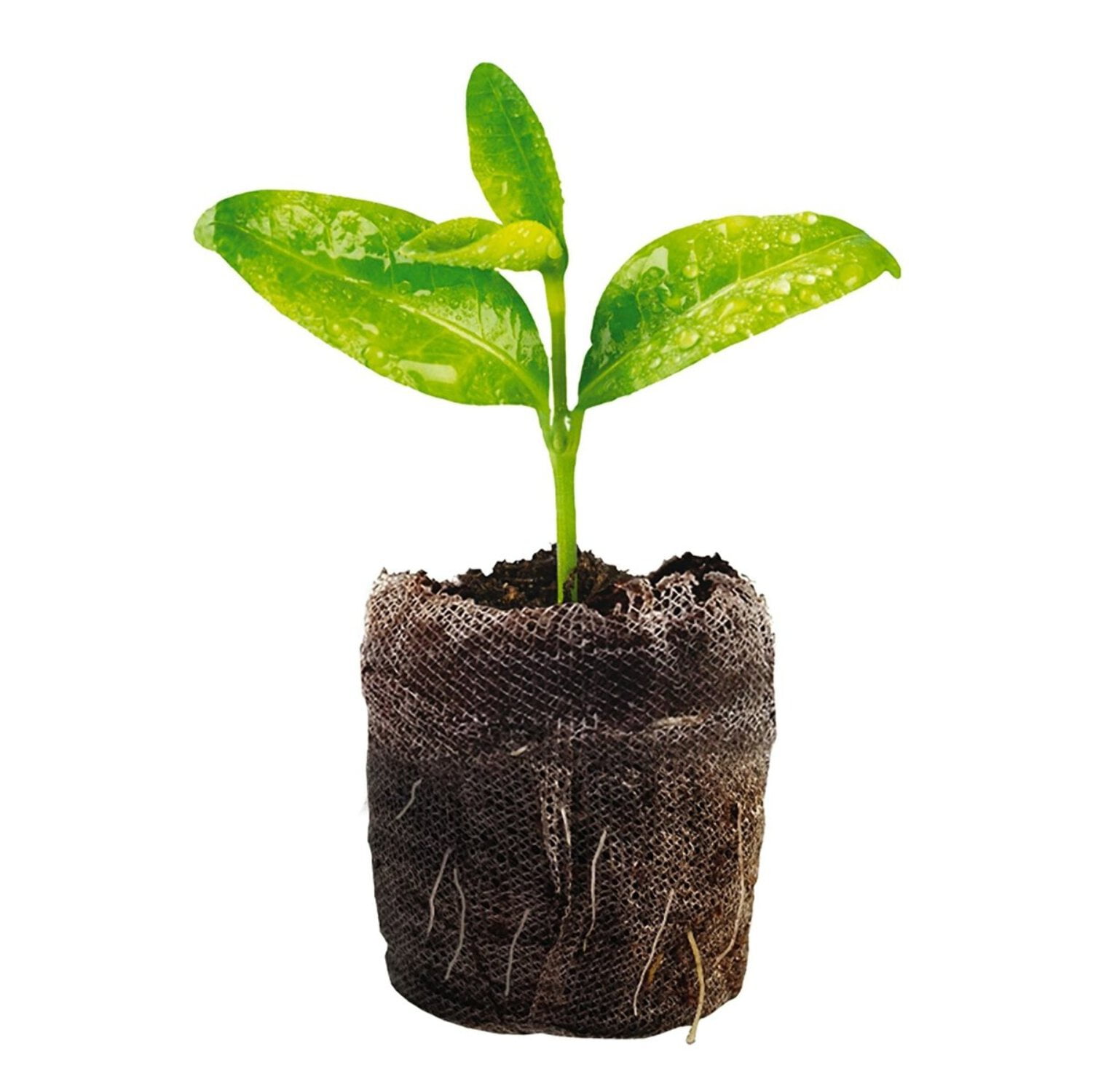 Jiffy 34-Cell 11 In. x 11 In. Self Watering Greenhouse Seed Starter Kit (2 Pack)
