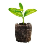 Jiffy 34-Cell 11 In. x 11 In. Self Watering Greenhouse Seed Starter Kit T34HG