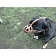 thumbnail image 3 of Light Leather Dog Muzzle For Chihuahua Yorkshire Terrier Mini Pitcher Other Small Dogs (natural Le, 3 of 5
