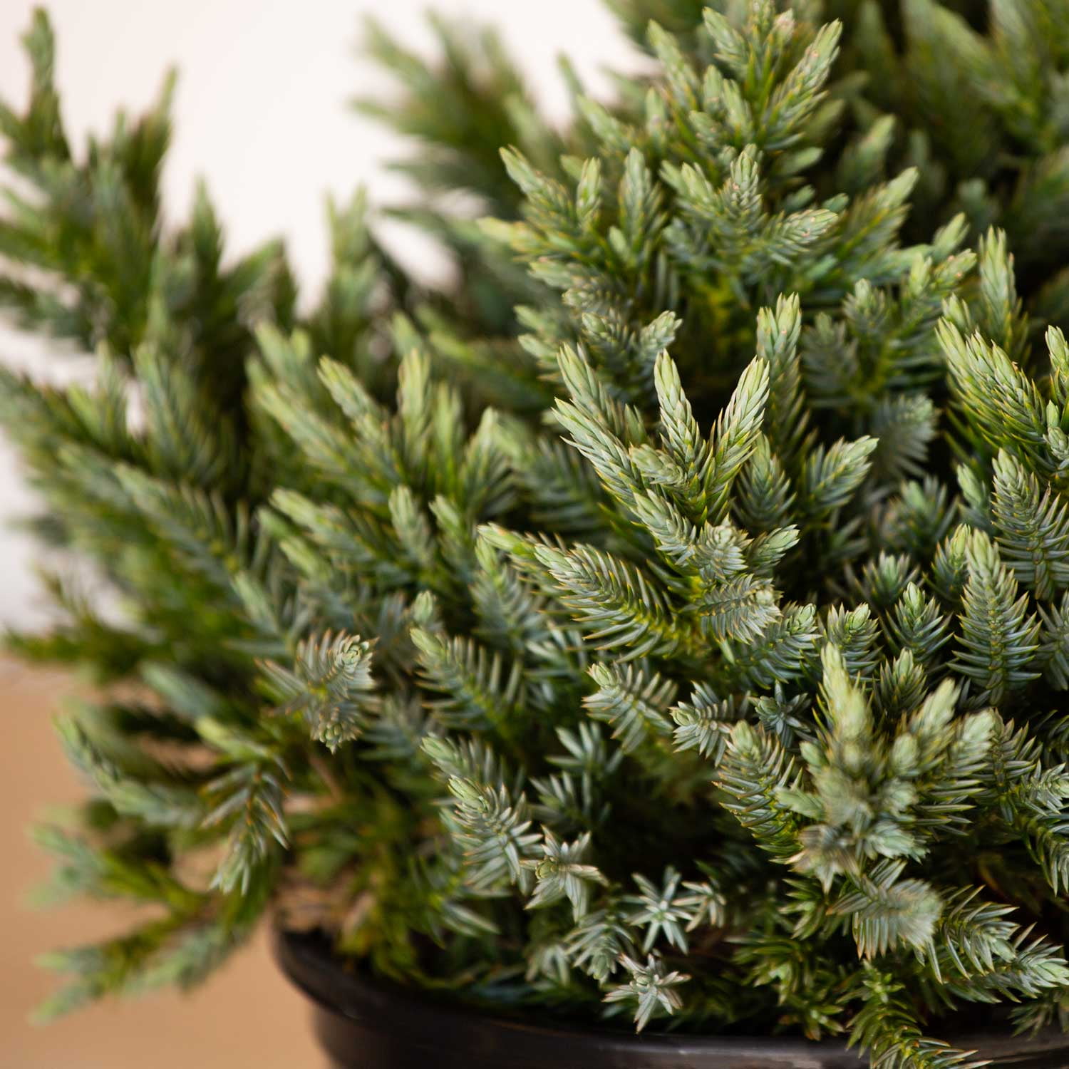 Expert Gardener Blue Star Juniper (2.5 Quart) Low-Growing Groundcover Evergreen Shrub - Full Sun Live Outdoor Plant