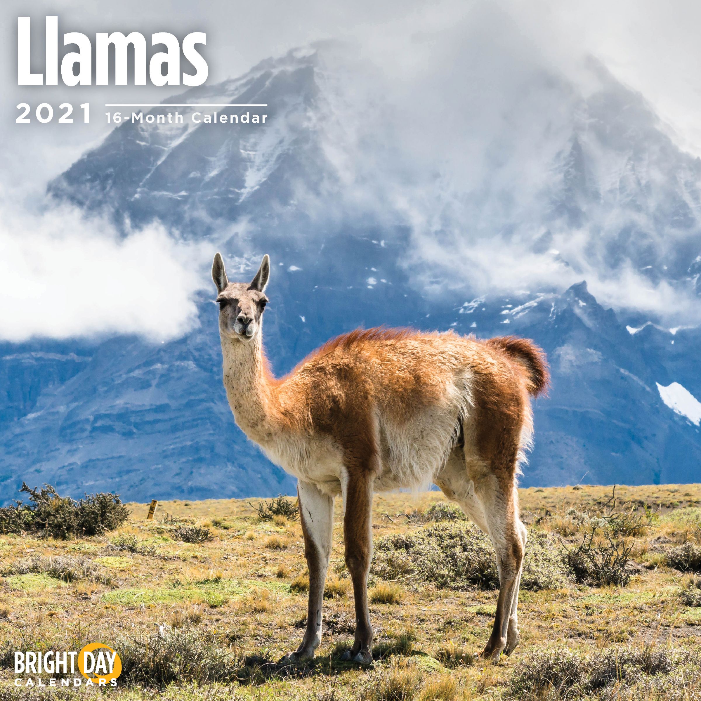 2020 Llamas Wall Calendar Office School Supplies Office Products Urbytus Com