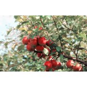 Apple Pectin 4 Ounces (114 Grams)