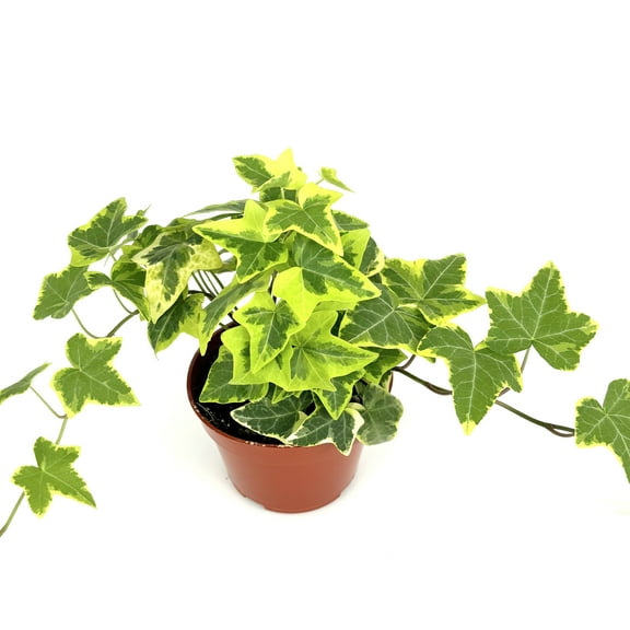 Ivy Gold Child Hedera Helix Easy Houseplants, 4" Pot