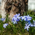 thumbnail image 6 of Rock Garden Mixed Flower Collection, 55 Bulbs - Featuring 4 Varieties of Blue, White & Purple Flowers, 6 of 8