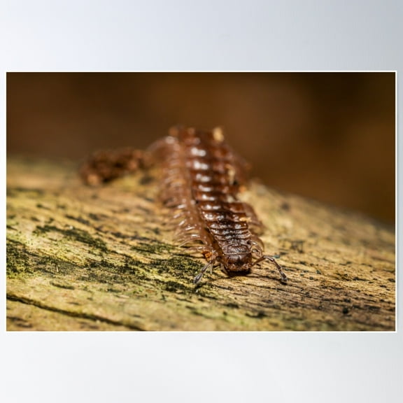 The Centipede Poster Wall Art, Modern Wall Decor For Living Room Bedroom, 8x12 UNFRAMED