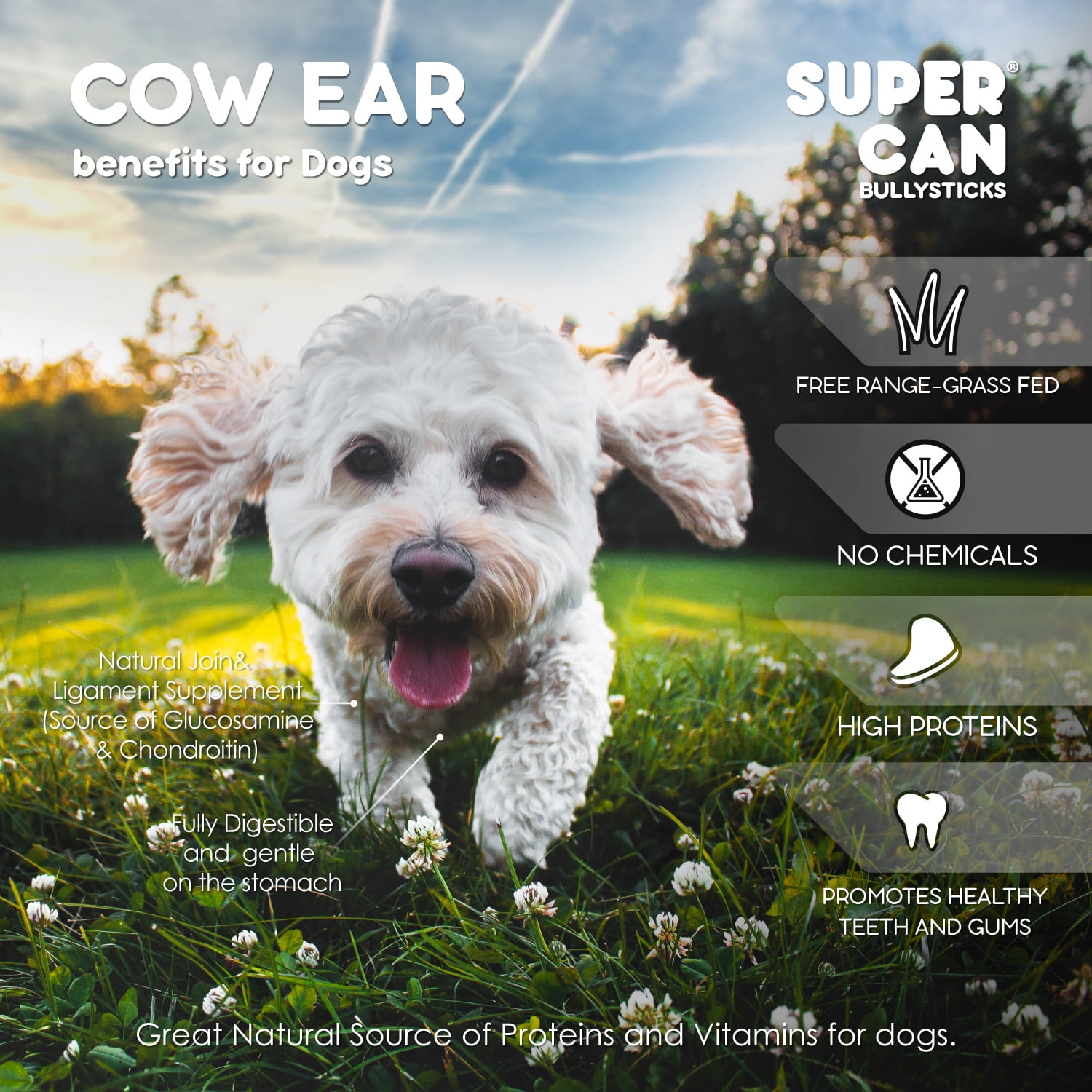 Supercan Bully Sticks Whole Cow Ears for Dogs 15-Pack