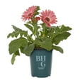 thumbnail image 2 of Better Homes & Gardens 1QT Pink Gerbera Daisy Live Annual Plant Sun 5-Pack, 2 of 6