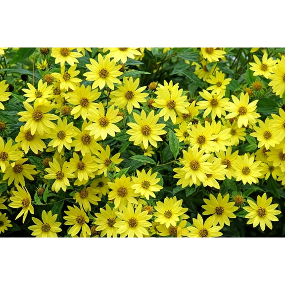 50 LEMON QUEEN SUNFLOWER Helianthus Annuus Flower Seeds