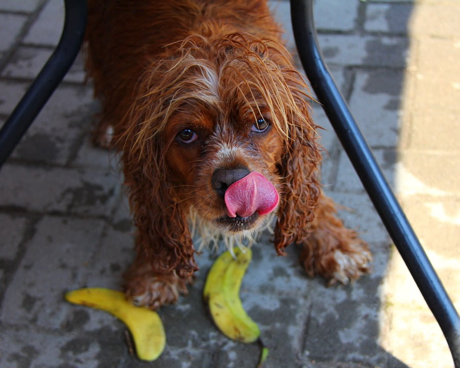 cocker spaniel licking paws