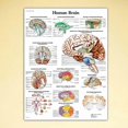 thumbnail image 4 of Anatomical illustration of the human brain poster, canvas, large size. For classrooms, clinics, hospitals, doctors' offices, 4 of 4
