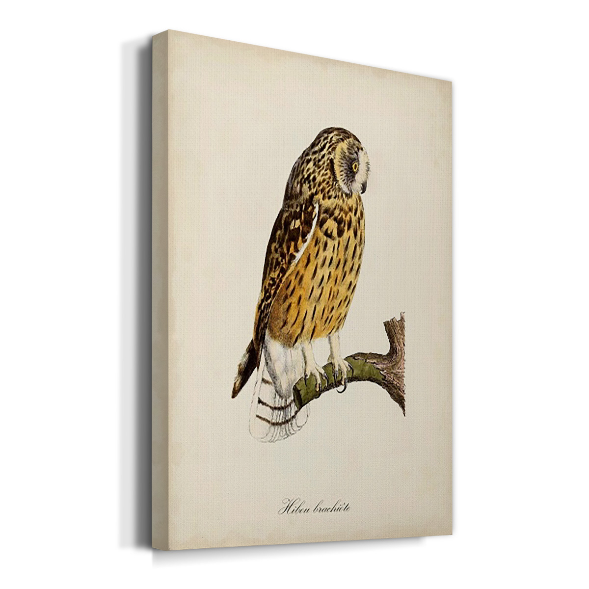 French Owls II Premium Gallery Wrapped Canvas - Ready to Hang