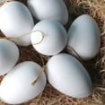 thumbnail image 5 of Cheers.US 20Pcs Easter Eggs, Colorful Plastic Fake Eggs with String Children DIY Painting Drawing Graffiti Toys Kitchen Food Toys for Easter Crafts Party Birthday Decoration Kids Toy, 5 of 6