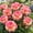 B, variant on 2 Peony Roots-Low‑Maintenance, Easy‑Grow for Garden Beds,Borders,Plant Pots & Planters