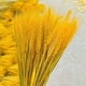 thumbnail image 2 of Bienvenido 100 piezas de flores artificiales plantas artificiales grandes flores secas de trigo gavillas de trigo secas naturales, racimos de tallos de trigo secos, trigo real para suministros de, 2 of 5