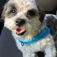 thumbnail image 2 of Plush Dog Harness,No Pull Step in Adjustable Dog Harness Vest for Cold Weather,Pet Harness for Small Medium Large Dogs Blue XL, 2 of 7