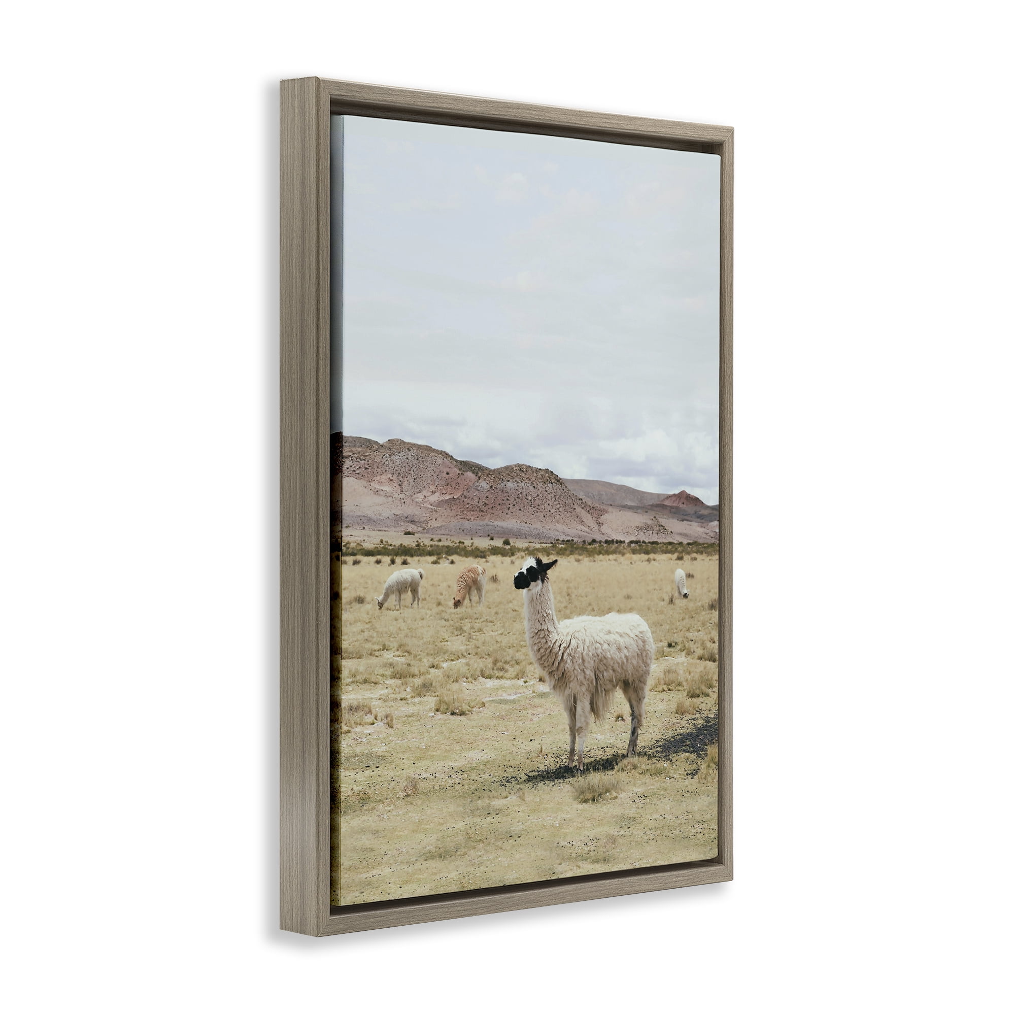 Stupell Industries Wild Alpacas in Desert Animals Photography Brown Floater Framed Canvas Art Print Wall Art, 17 x 25