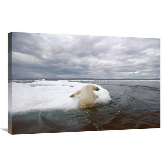 24 x 36 in. Polar Bear Hauling Out on Ice Floe, Wager Bay, Canada Art Print - Flip Nicklin