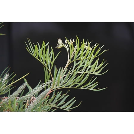 Leaf Spring Traction Bars - LAMINATED POSTER Leaves Grevillia Leaf Nature Spring Green Garden Poster Print 11 x 17