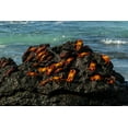 thumbnail image 2 of Pitamitz, Sergio 32x23 Gold Ornate Wood Framed with Double Matting Museum Art Print Titled - Sally Lightfoot Crab-Grapsus grapsus-Bachas beach-North Seymour island-Galapagos islands-Ecuador, 2 of 4