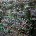 thumbnail image 2 of Red de enrejado CUTICAT soporte para Plantas de Frijol Fruto 2x10m, 2 of 8