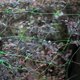 thumbnail image 2 of Red de enrejado verde para frutas, vides, pepinos, uvas, tomates y plantas trepadoras. Los 2x10m, 2 of 9
