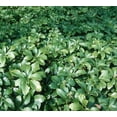 thumbnail image 4 of Classy Groundcovers, Japanese Spurge, Carpet Box (flat of 18 Pots, 3 1/4 inch square), 4 of 9