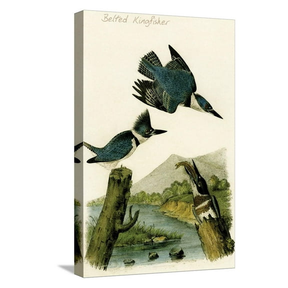 Art.com Belted Kingfisher Stretched Canvas Print Wall Art by John James Audubon, 12" x 18"