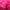 Watermelon red, variant on Shiogb 500 Pieces Simulated Rose Petals Blue (17), 500Pc Silk Artificial Flower Rose Petals Wedding Party Decorations, Clearance （500pc artificial flowers (error 1-10pc)）