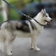thumbnail image 5 of Collar De Castigo Para Perros De Entrenamiento Martingale, 5 of 8