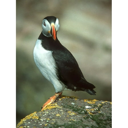 Atlantic Puffins Perch - canvas print avian perched bird puffin rock atlantic cliff stretched canvas 10 x 14