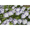 thumbnail image 5 of 750 FIVE SPOT Nemophila Maculata White & Purple Flower Seeds, 5 of 9