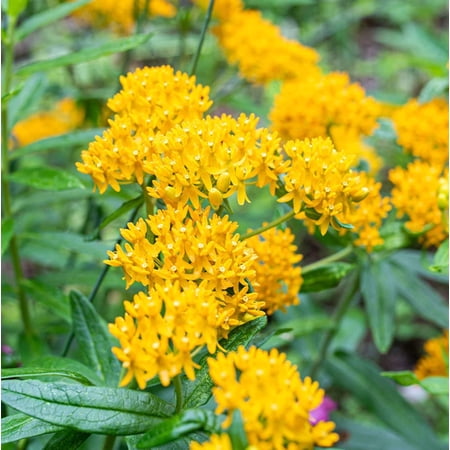 Set of 2 Yellow Milkweed Live Plants 4-6 Inch Tall, Bright Flowering Outdoor Plants for Garden Beds, Containers & Landscape Spaces