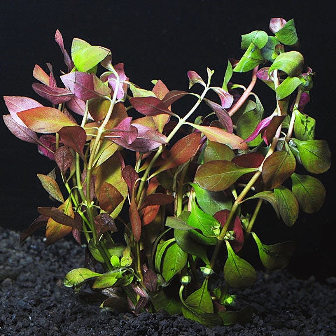 Ludwigia Repens (Super Red Mini) Live Aquarium Plants BUY2 GET1 FREE - image 5 of 12