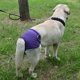 thumbnail image 4 of Mascotas Suministros Cómodo Cinta Mágica Breve Perros Peluche Perro perdiguero dorado Caminar P MABOTO Pantalón, 4 of 7