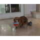 thumbnail image 4 of ¡Toy Ball Chuckit! Vaso de interior para perros, 4 of 10