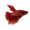 Josh's Frogs Betta Fish (Captive Bred Male) - Betta splendens (Halfmoon) Live Fish