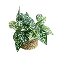 thumbnail image 2 of Eolstice Artificial Potted Plants, Assorted Mini Faux Leaf Shrub In Straw Basket, Multi Style Small Tabletop Planter, For Indoor Shelf Desk Home Decorative Planter, 2 of 6