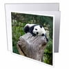 China, Wolong Reserve, Baby panda bear on stump - AS07 AGA0010 - Alice Garland 6 Greeting Cards with envelopes gc-132355-1