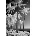 thumbnail image 2 of Eggers, Terry 17x24 Black Ornate Wood Framed with Double Matting Museum Art Print Titled - USA-Hawaii-Kauai-Infrared of palm trees of Kauai, 2 of 4