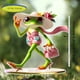 thumbnail image 5 of HWRETIE - Rana de ojos grandes 2D plana de acrílico para jardín,patio,estaca decorativa de serie animal,adorno de rana para decoración de patio al aire libre, 5 of 6