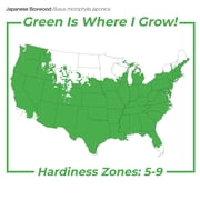 Perfect Plants 7 Gal. Japanese Boxwood - Hardy Evergreen Hedge Plant