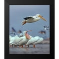 thumbnail image 2 of Fitzharris, Tim 20x24 Black Modern Framed Museum Art Print Titled - White Pelicans at Bolivar Flats-Texas, 2 of 5