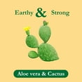 thumbnail image 3 of Tadin Herb & Tea Co. Aloe Vera Cactus Tea, Caffeine Free, 24 Tea Bags, Pack of 6, 3 of 7