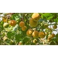 thumbnail image 5 of 10 * Seeds SWEET GRANADILLA Yellow Passionfruit Grenadia Sugar Fruit Passiflora Ligularis Huge Purple & White Flower Yellow Orange Fruit Vine Seeds, 5 of 11