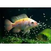 Aquatic Foods Inc. 55% Protein Vitamin Rich Floating/Sinking Baby, Fry Food for Newly Hatched Koi & Pond Fish, Tetras, Guppies, All Community Tropical Fish…11.4oz Med Round Jar