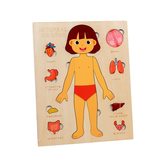 Rompecabezas para niños, juguete educativo del cuerpo humano