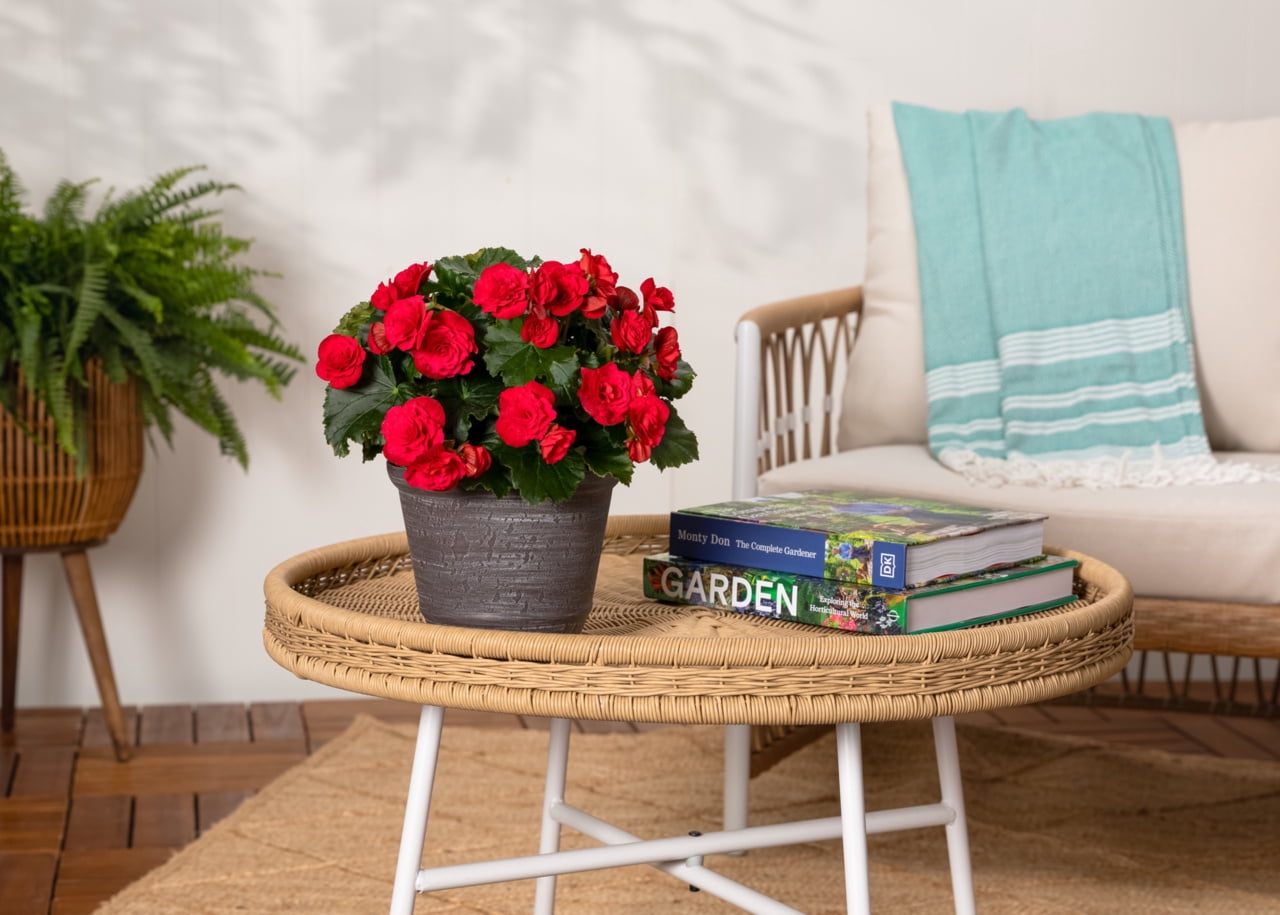 Better Homes & Gardens 3QT Red Begonia Live Annual Plant Arden Decorative Pot Partial Shade