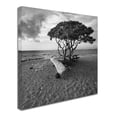 thumbnail image 2 of Trademark Fine Art "Hawaiian Tree" Canvas Art by Rob Cherry, 2 of 3