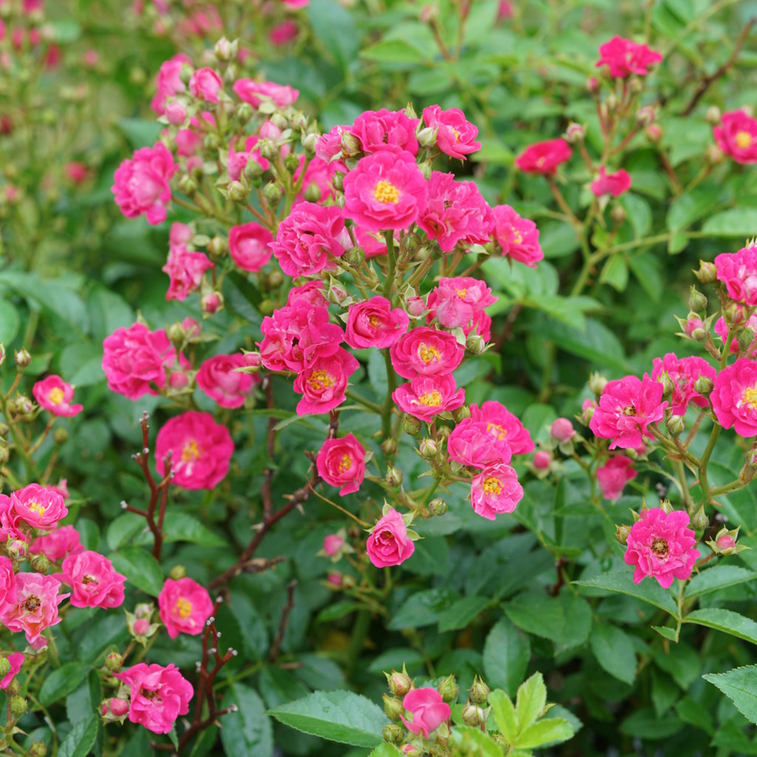Proven Winners ColorChoice 5" Pink Oso Easy Peasy Rose Live Plant in 4.5" Pot (4 Count)